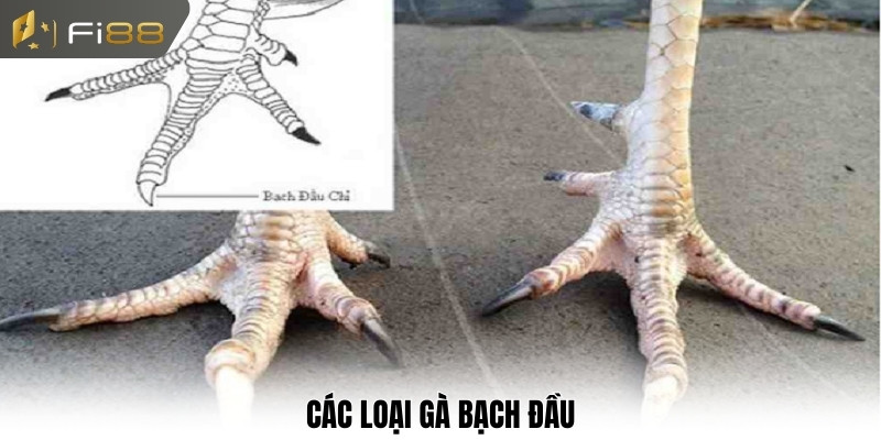 Các loại gà bạch đầu