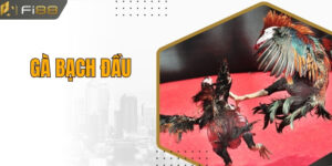 Gà Bạch Đầu - Giống Gà Đặc Biệt Được Nhiều Người Quan Tâm